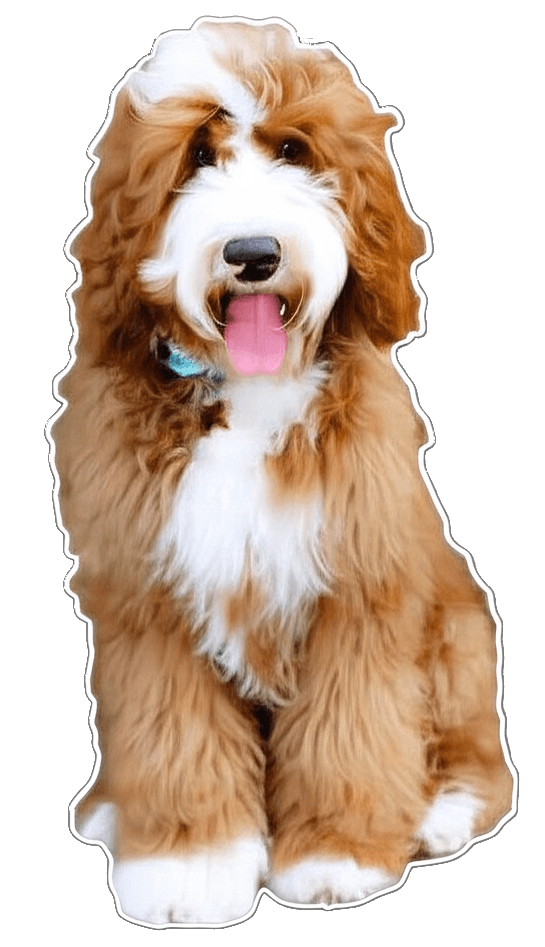 A happy Australian Labradoodle