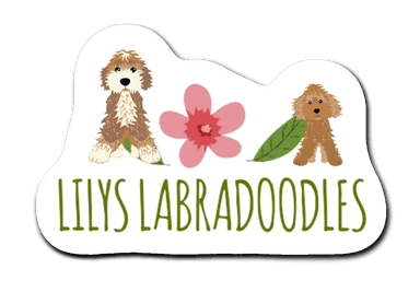 Lily's Labradoodles