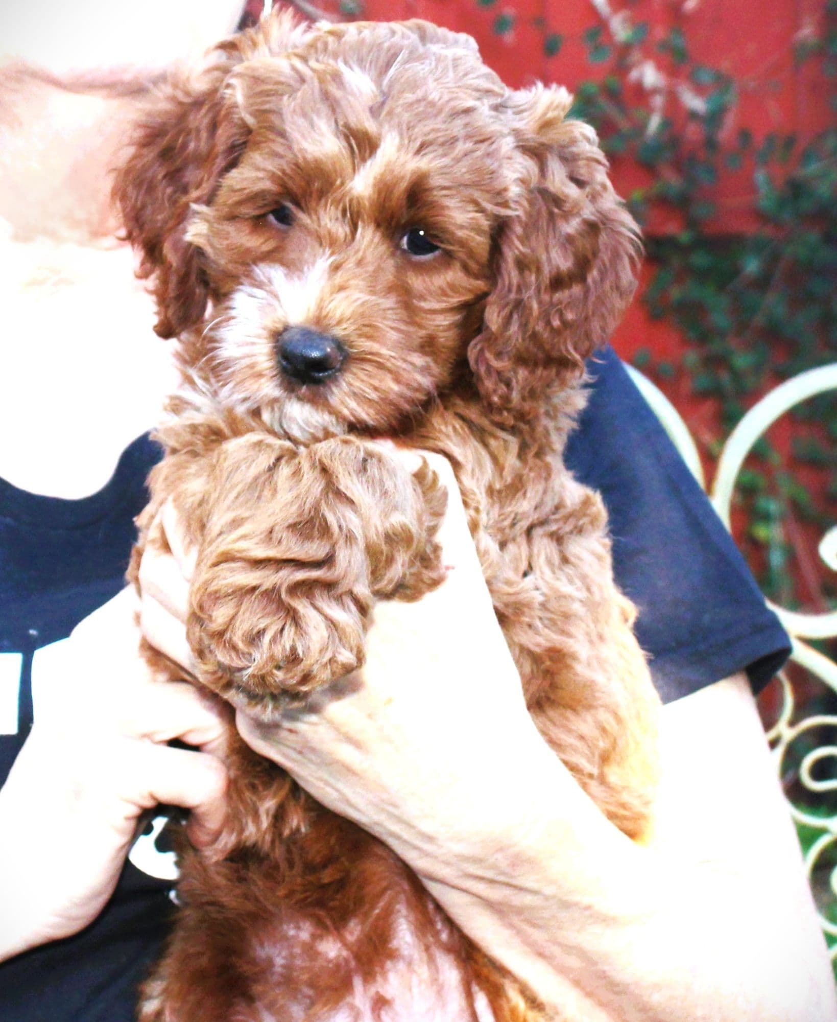 Curly red Australian Labradoodle puppy held in gentle hands