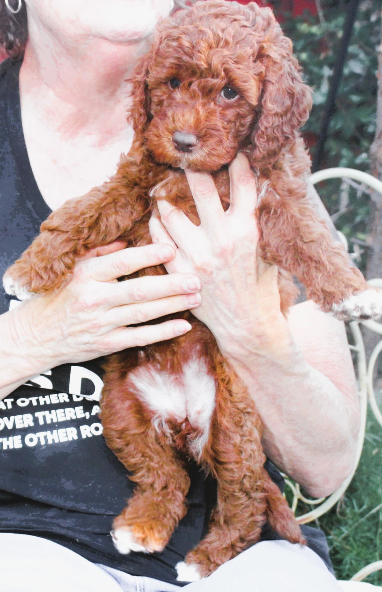 Deep red Australian Labradoodle puppy with a white chest, held outdoors