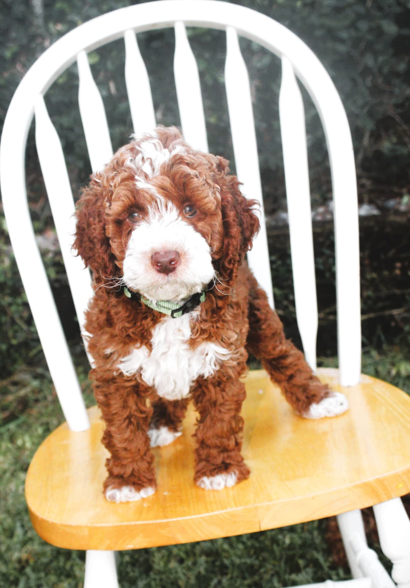 Red and white Australian Labradoodle puppy standing on a white chair