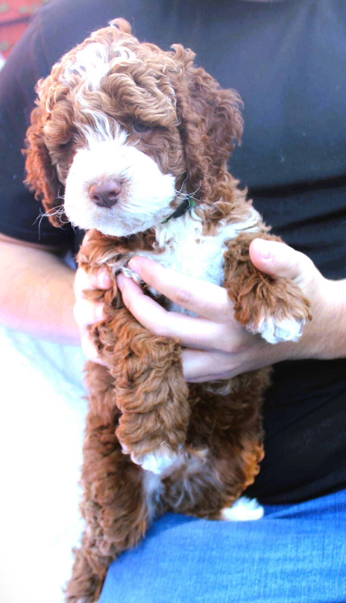 Red and white parti Australian Labradoodle puppy being held